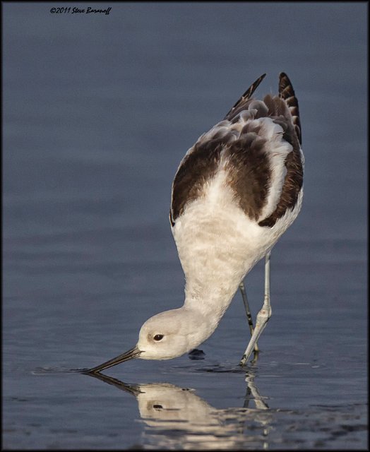 _1SB9184 american avocet.jpg